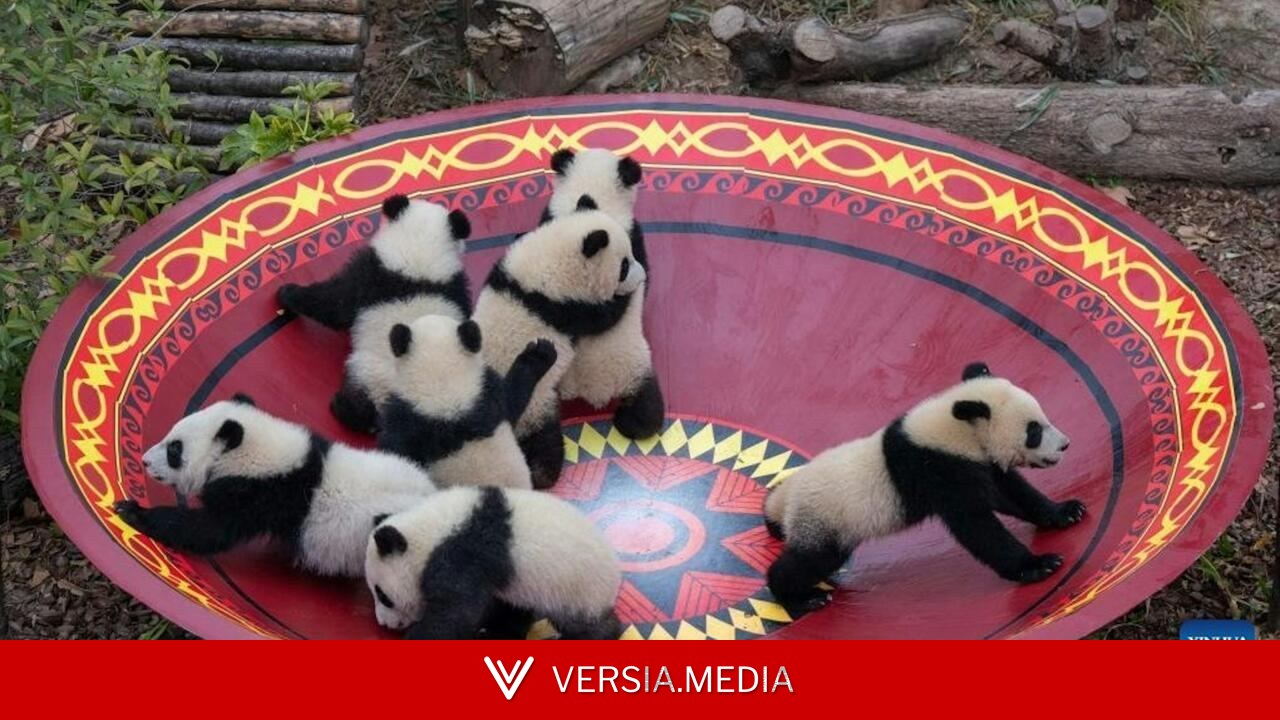 Le panda géant, arme douce de la diplomatie d'influence chinoise