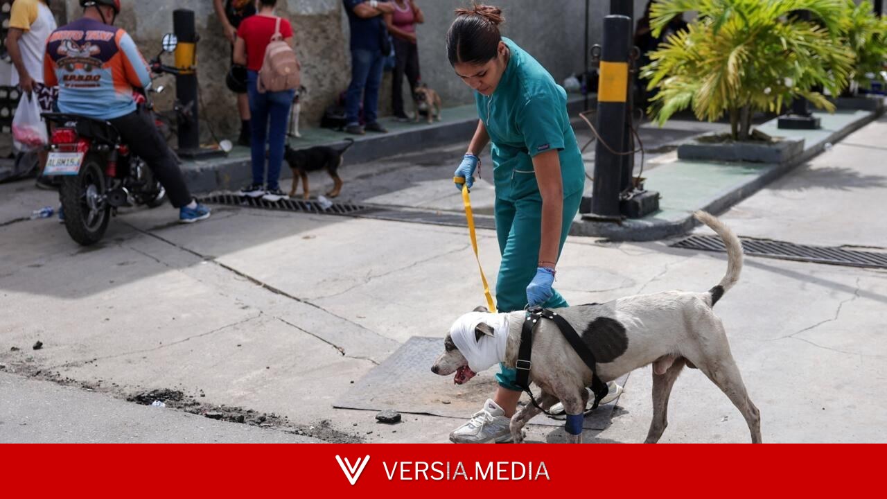 À La Guaira, des vétérinaires soignent les animaux de compagnie dans les décombres du double séisme