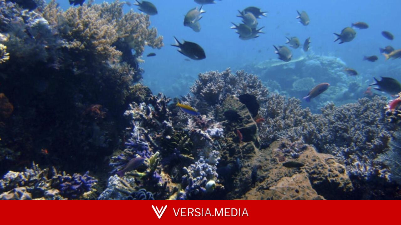 Des espèces menacées par l'exploitation minière des fonds marins intègrent la «liste rouge» de l'UICN