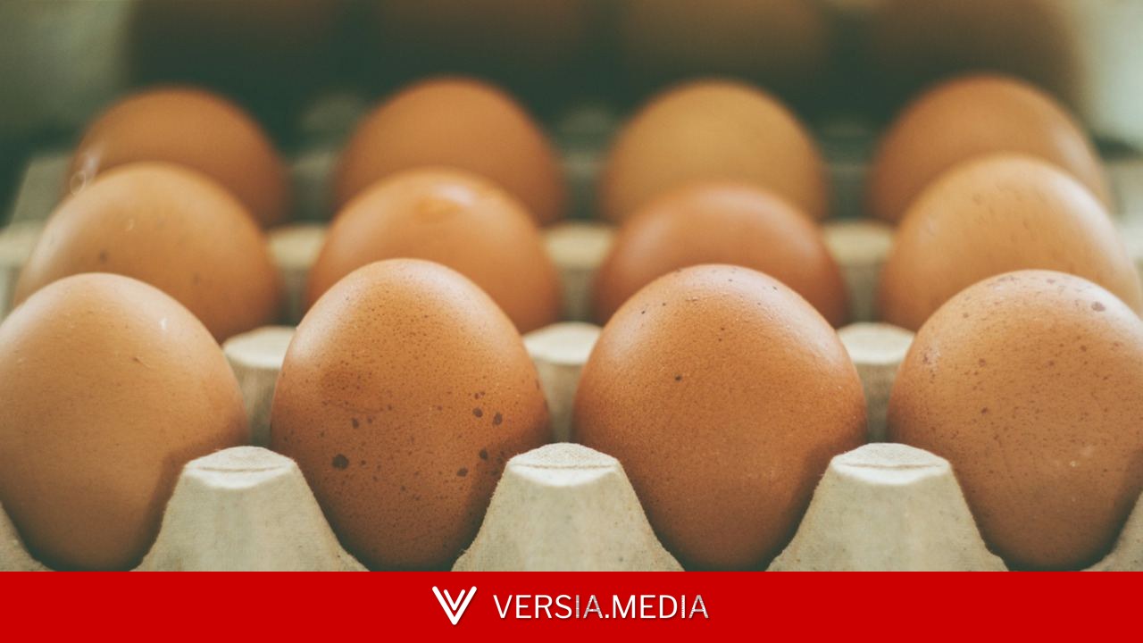 Vague de chaleur: les poules pondent moins d'œufs et des œufs plus petits