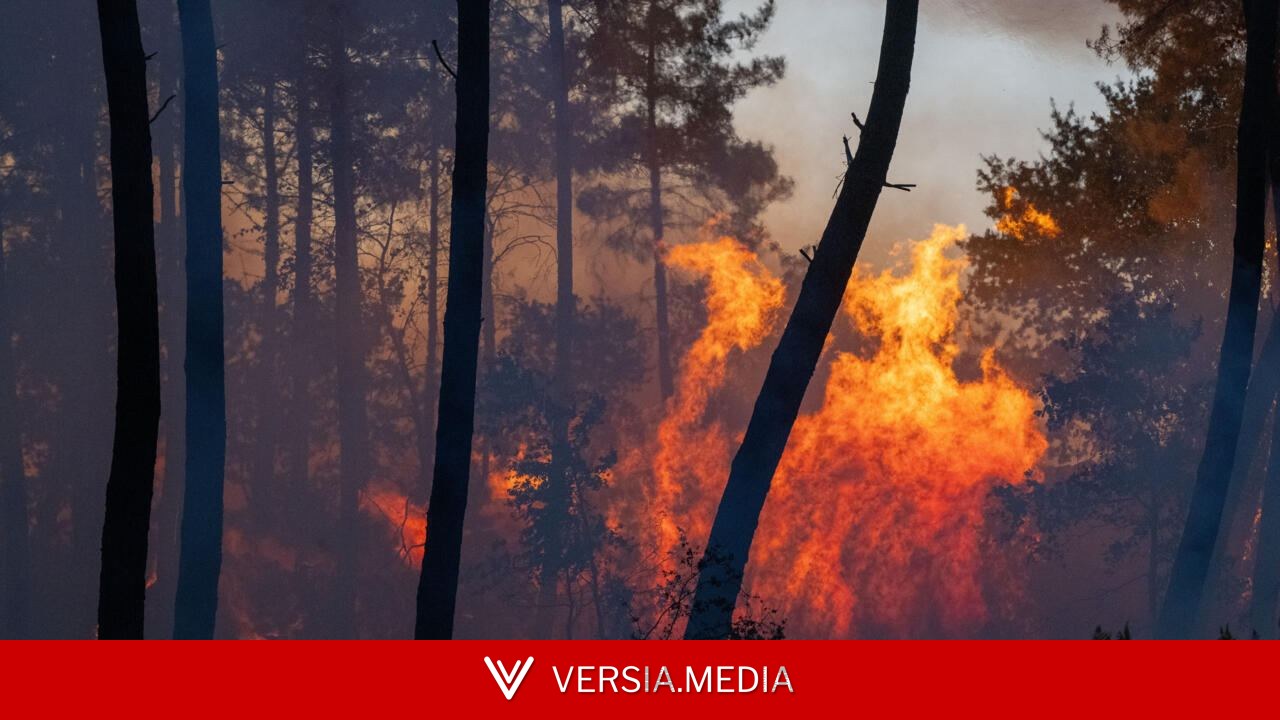 Incendies en France: comment la forêt des Landes est devenue «une poudrière»