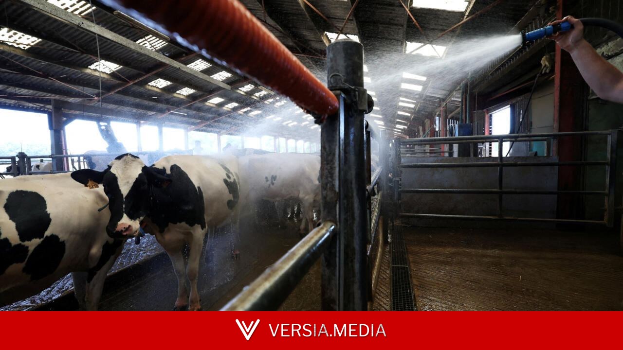 France: également victimes de la canicule, les vaches laitières sont à sec
