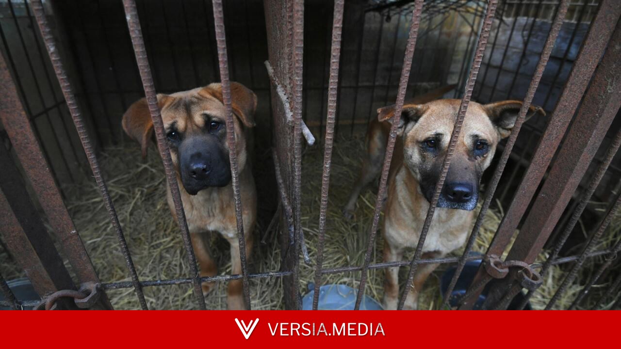 Corée du Sud: malgré la prochaine interdiction de la viande canine, les chiens des fermes d'élevage loin d'être tirés d'affaire