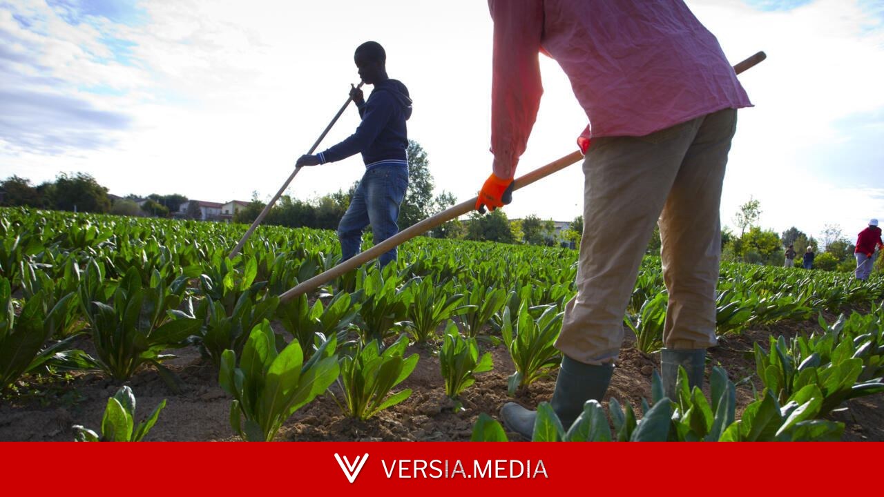 Italie: 16 ans de prison pour l’employeur d'un ouvrier agricole indien abandonné après un accident mortel