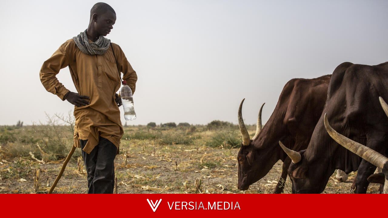 Cameroun: des récoltes insuffisantes pour soulager les familles face à la crise alimentaire